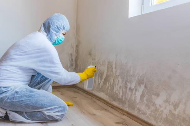 Licensed Black Mold Removal service in Windsor, NJ - WQB Mold Removal