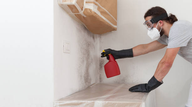 Professional Black Mold Removal technician working in Windsor, NJ