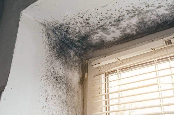 Affordable Black Mold Removal solutions in Windsor, NJ